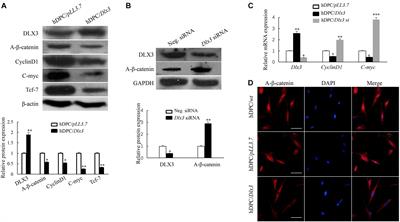 DLX3 Inhibits the Proliferation of Human Dental Pulp Cells Through Inactivation of Canonical Wnt/β-Catenin Signaling Pathway